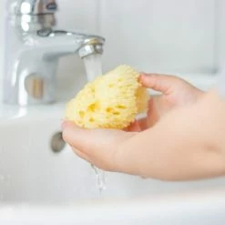 Discount ❤️ Rotho Babydesign Mittelmeer-Naturschwamm 💯 -Bath & Washing Sales rotho babydesign bio mittelmeer naturschwamm 20438009901 d3